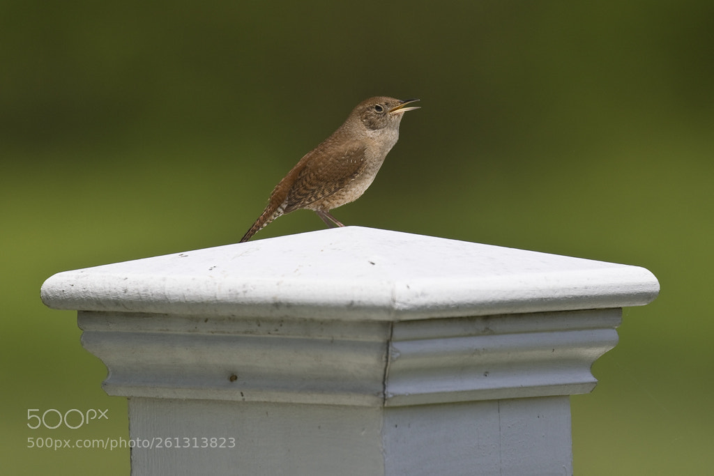 Canon EOS 7D Mark II sample photo. House wren, connecticut, 2018 photography
