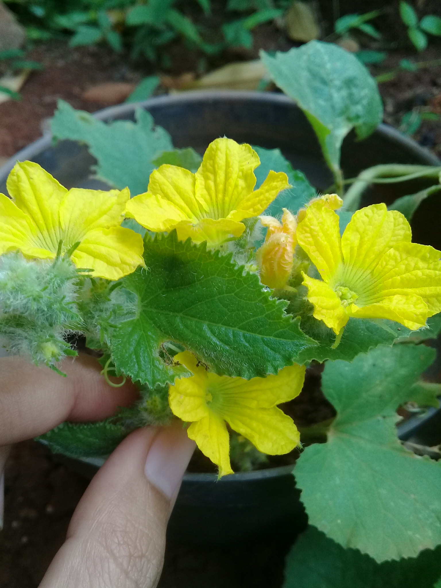 Samsung Galaxy J2 Prime sample photo. Bunga buah melon photography