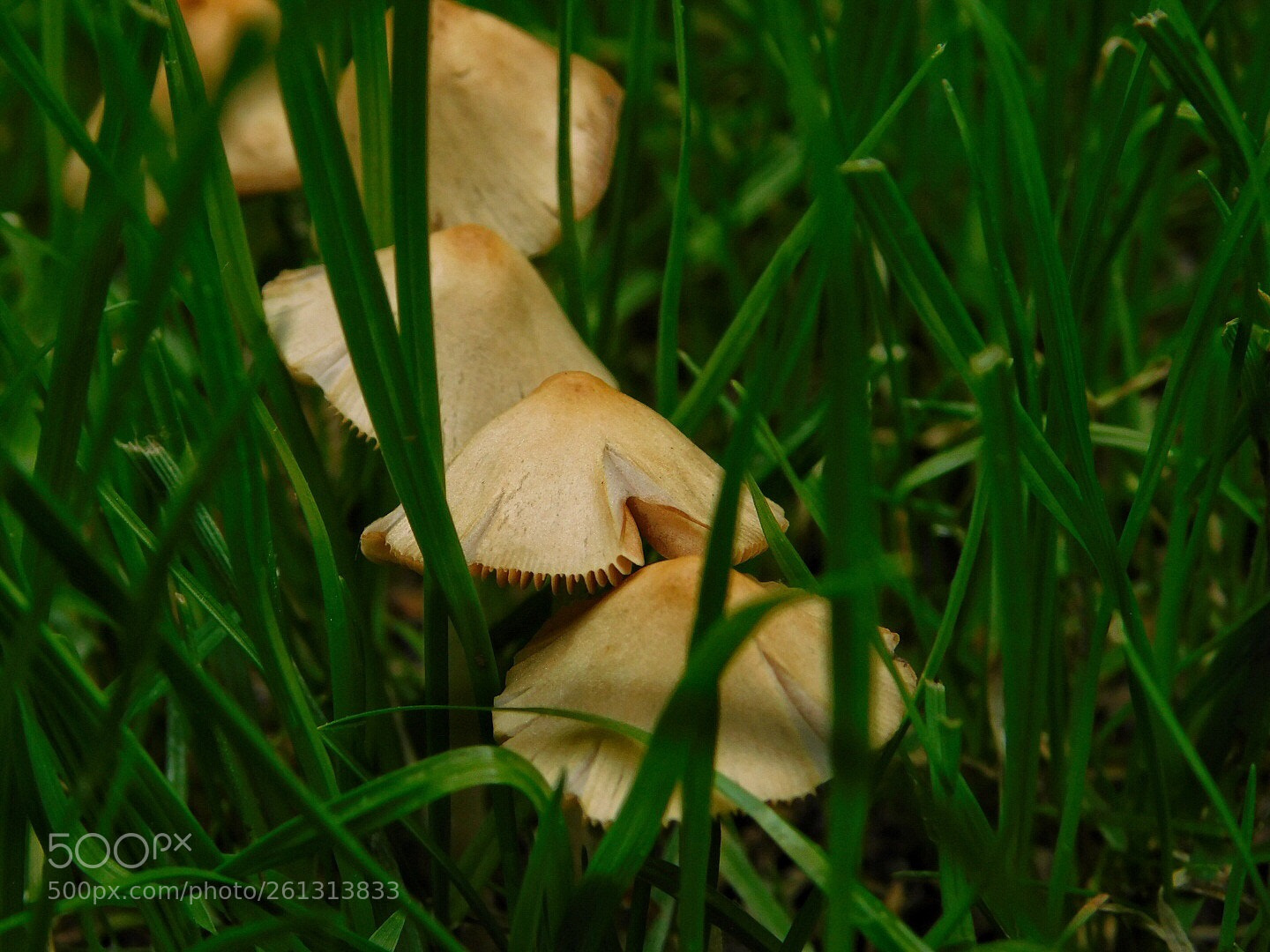 Nikon Coolpix B500 sample photo. Tiny mushrooms photography