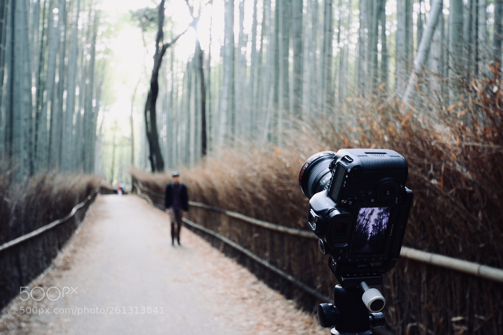 Nikon D7100 sample photo. Camera @ bamboo forest photography