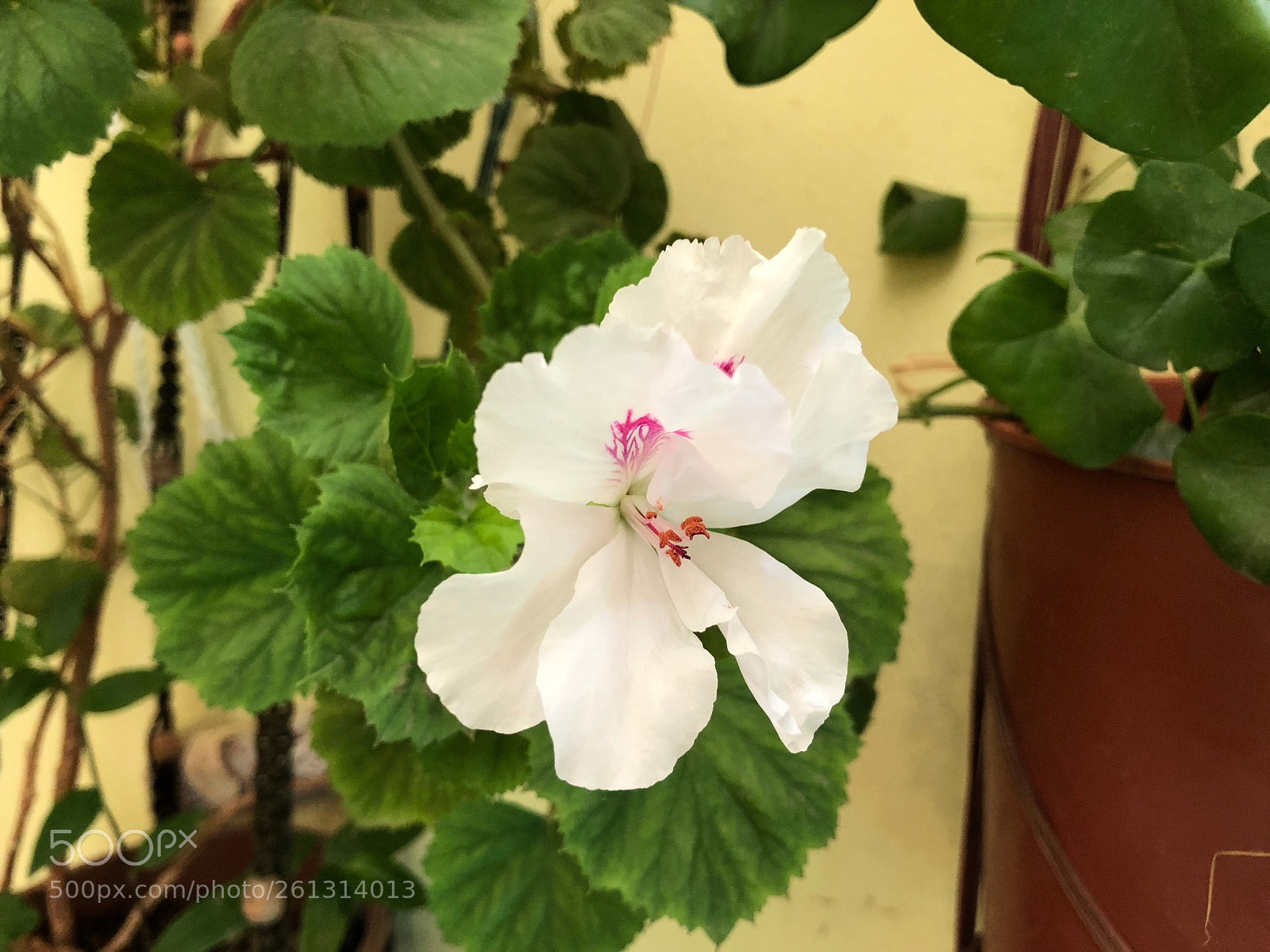 Apple iPhone X sample photo. Fbacafebbebcf photography