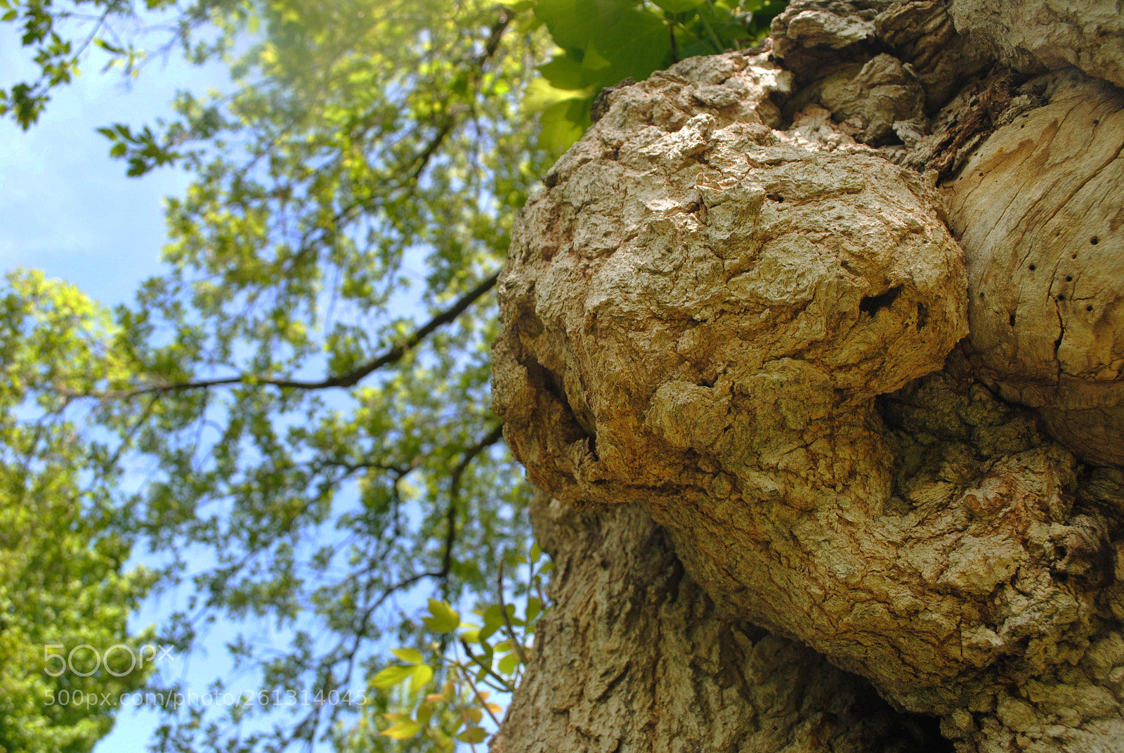 Nikon D3000 sample photo. Details photography