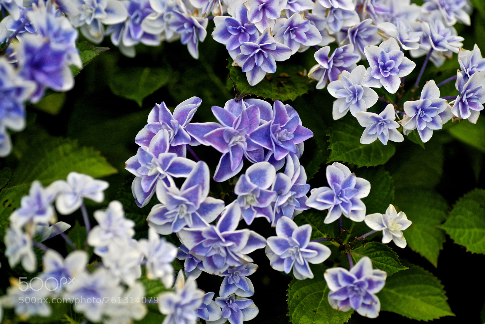 Pentax K-1 sample photo. Hydrangeas photography
