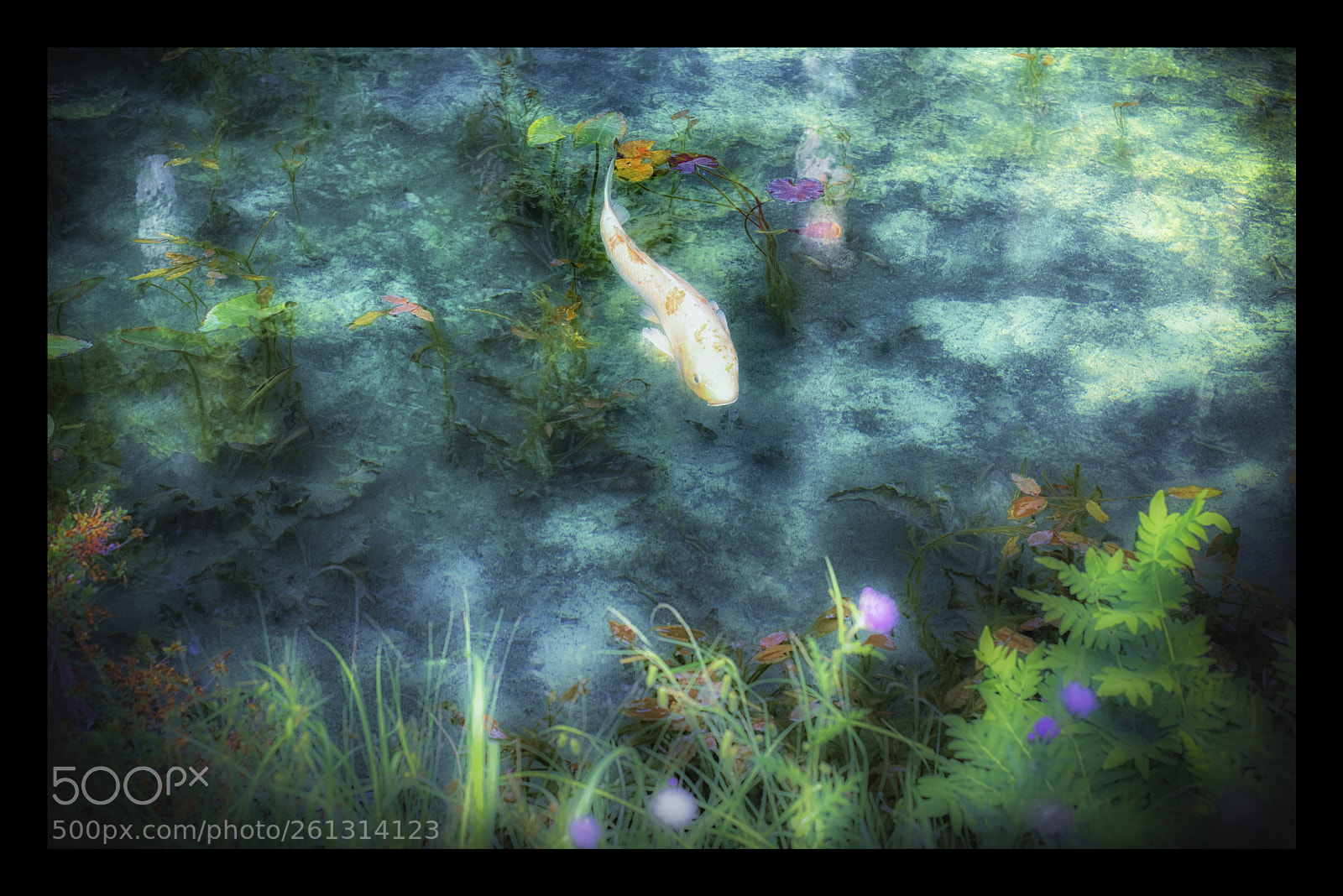 Nikon D810 sample photo. Monet pond carp photography