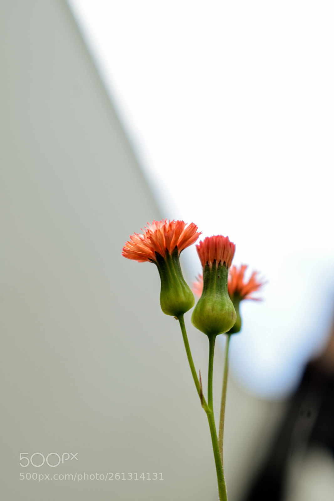 Nikon D5300 sample photo. My garden photography