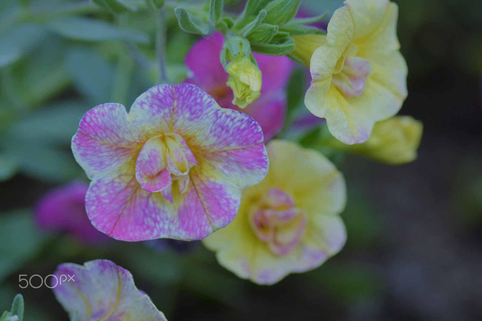 Nikon D7100 + Nikon AF-S Micro-Nikkor 105mm F2.8G IF-ED VR sample photo. Tiny flowers in the garden. photography