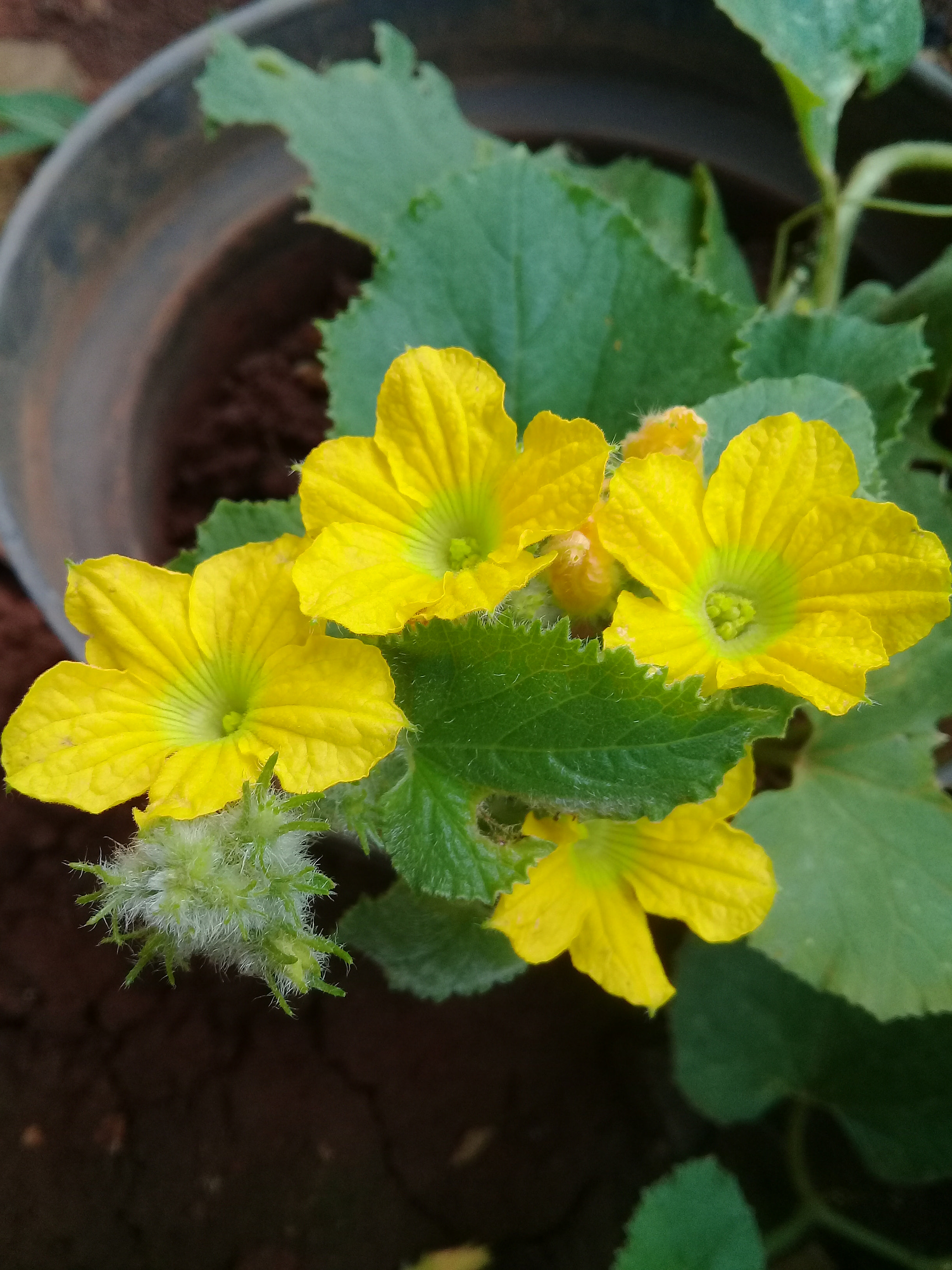 Samsung Galaxy J2 Prime sample photo. Bunga buah melon photography