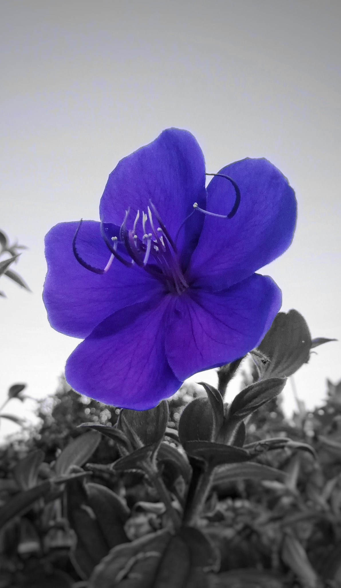 HUAWEI P SMART sample photo. Flower photography