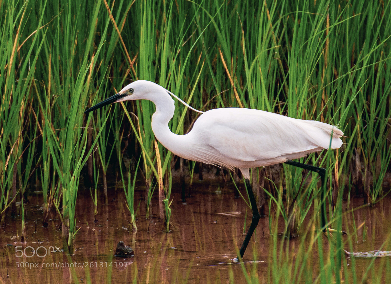 Nikon D3400 sample photo. Egretta garzetta photography