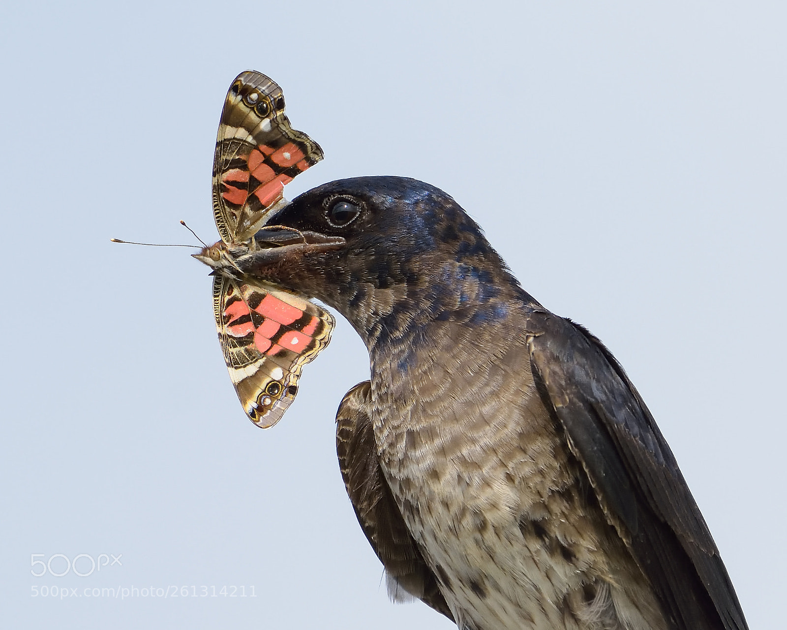 Nikon D7200 sample photo. Purple martin with american photography