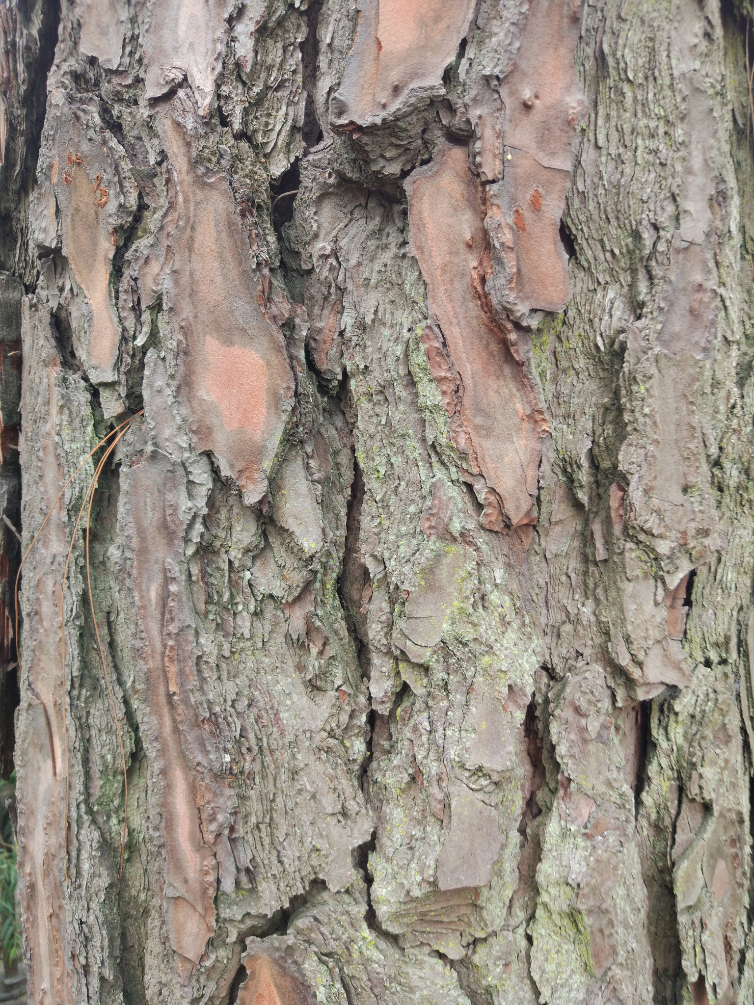 Xiaomi MI 5 sample photo. Pine bark photography