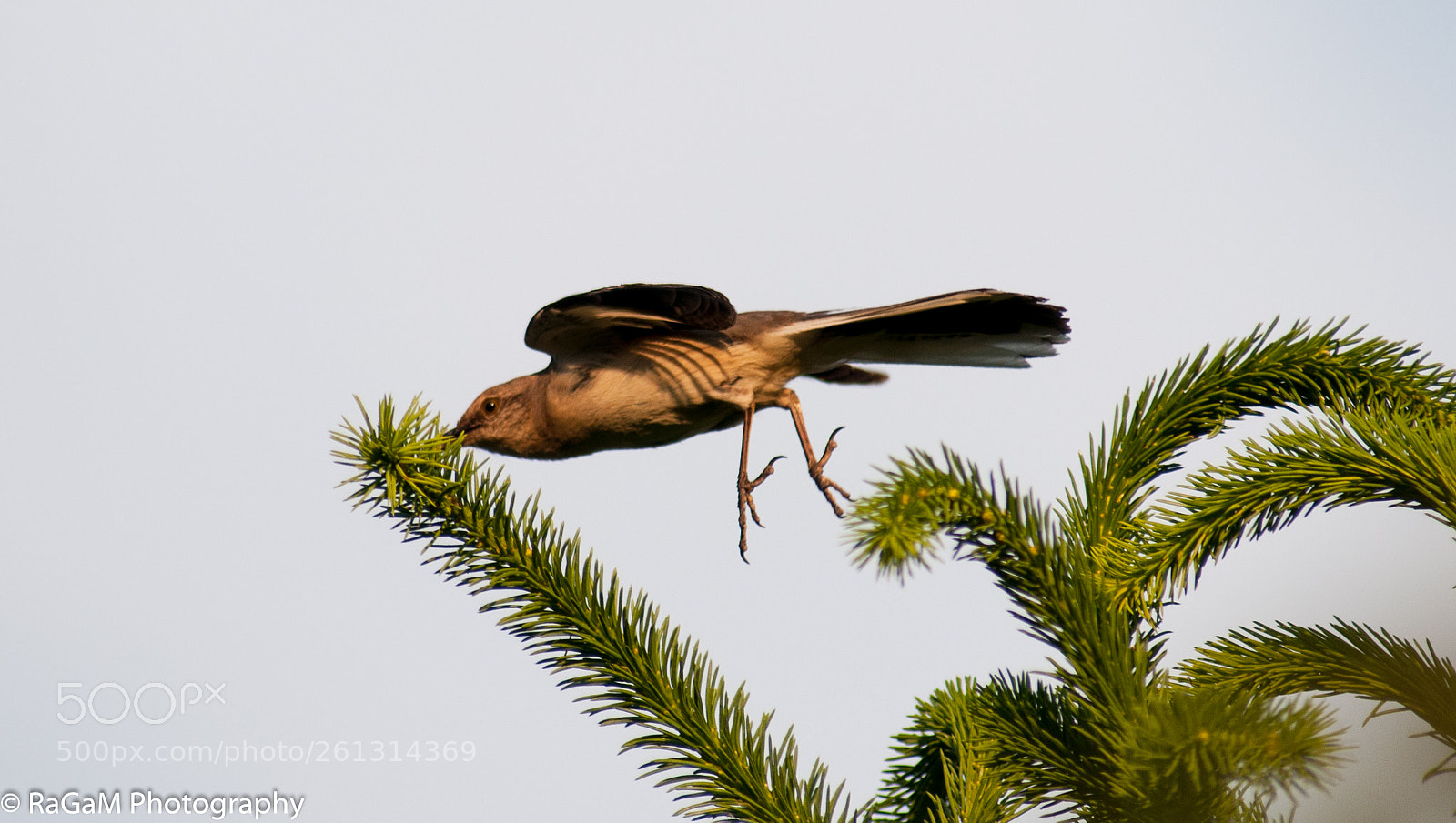 Nikon D300 sample photo. Ready for flight photography
