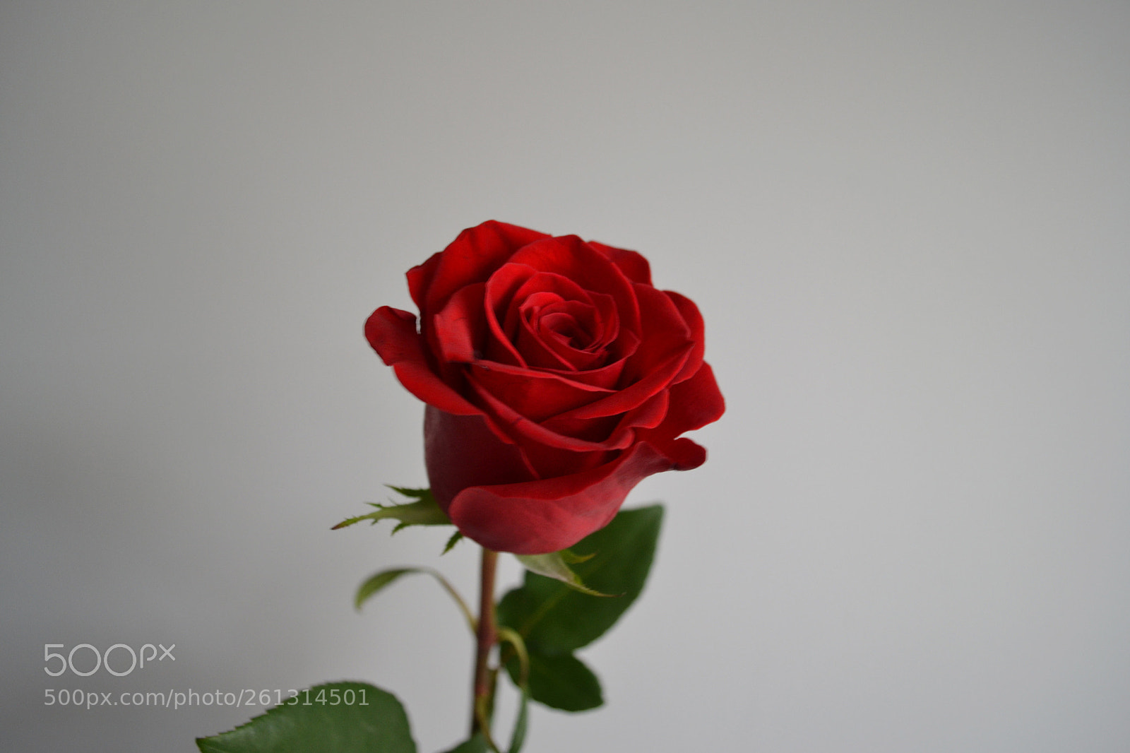 Nikon D3100 sample photo. Rose photography