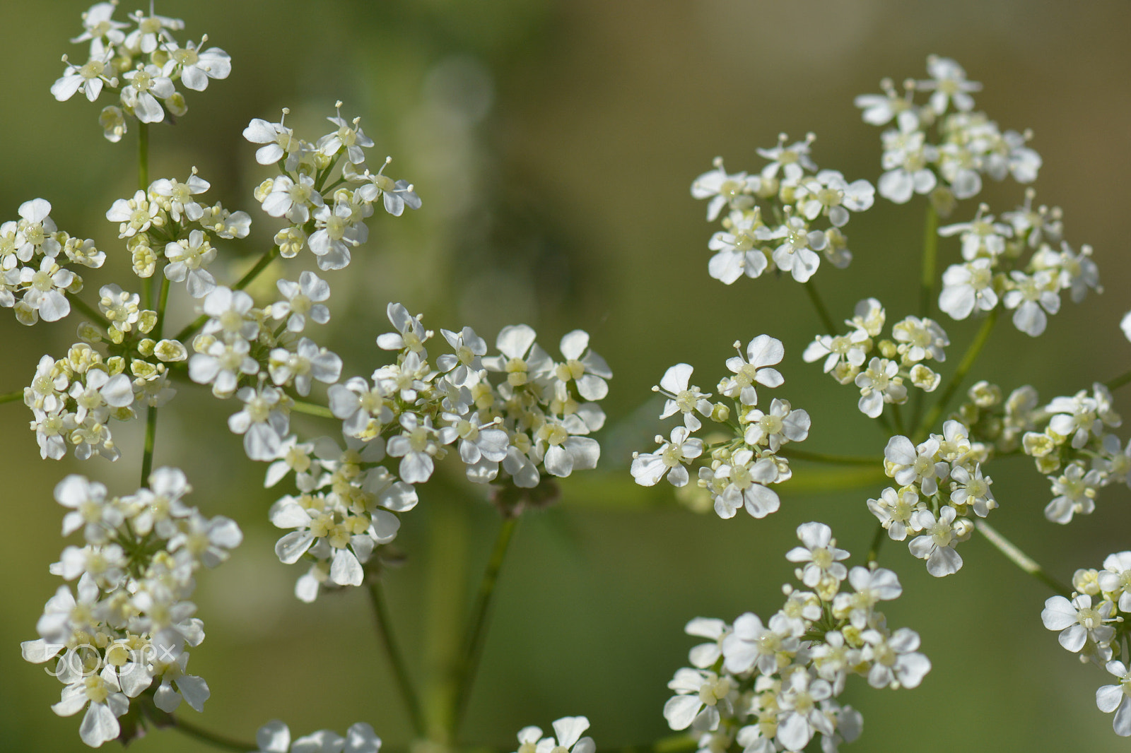 Nikon D7100 + Nikon AF-S Micro-Nikkor 105mm F2.8G IF-ED VR sample photo. White flowers growing in a green world. photography