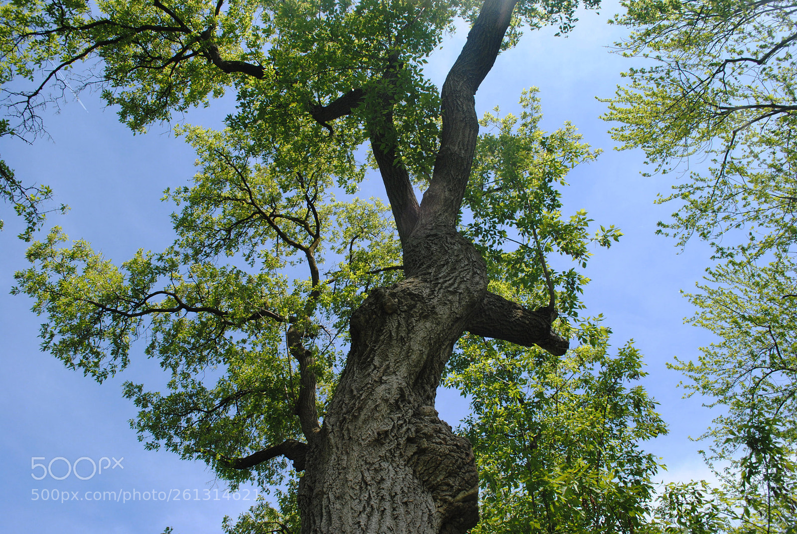 Nikon D3000 sample photo. Tree angle photography