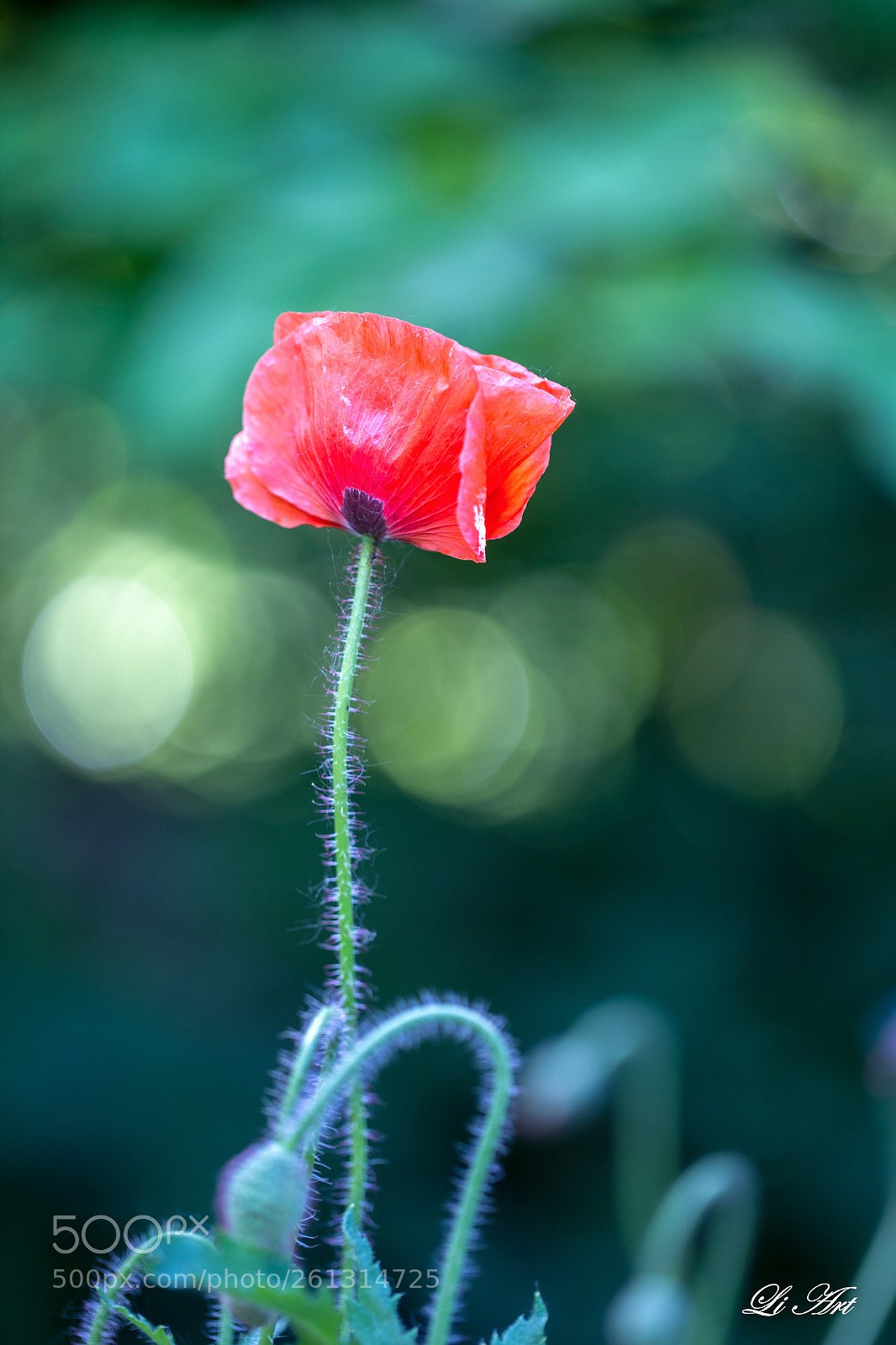 Canon EOS 6D sample photo. 静静的绽放 photography