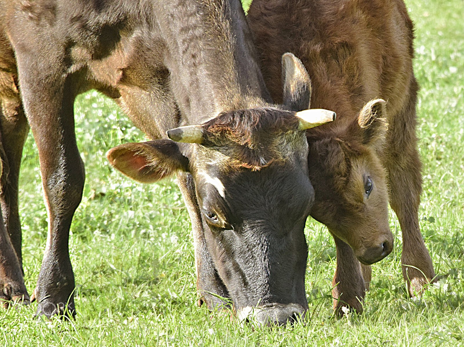 Nikon D5300 sample photo. Cow and calf photography