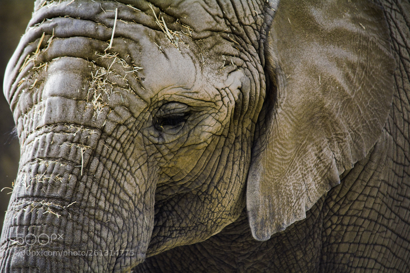 Nikon D7100 sample photo. Sad eyes photography