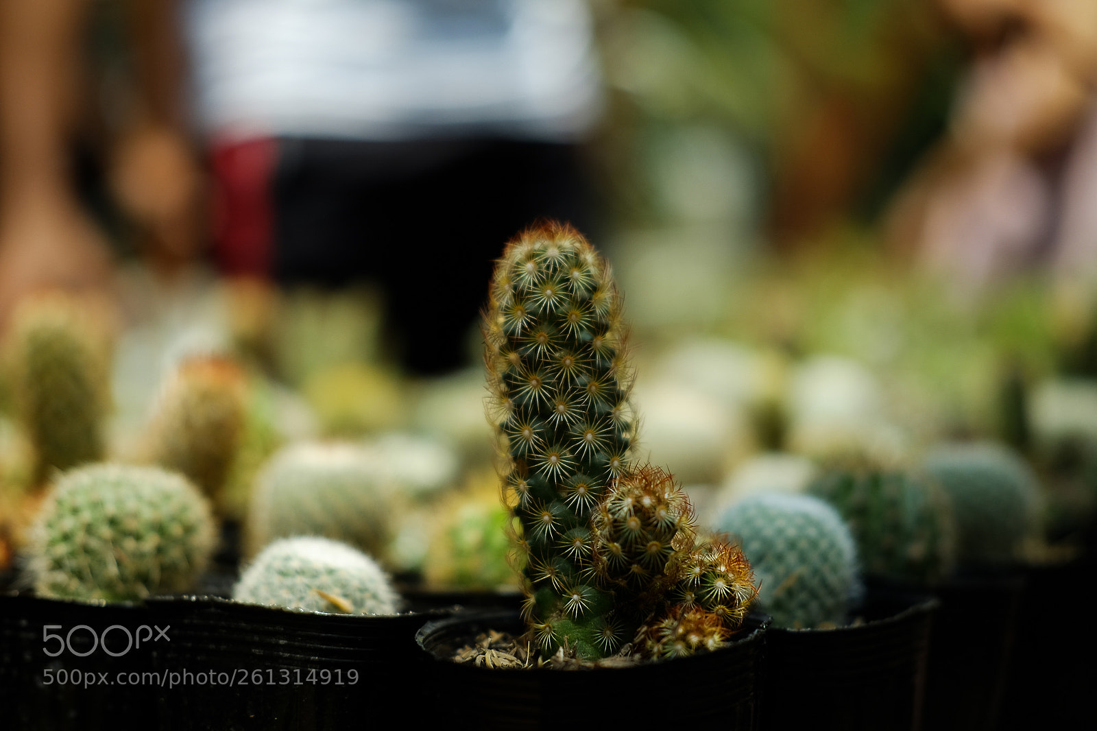 Fujifilm X-T10 sample photo. Cactus photography
