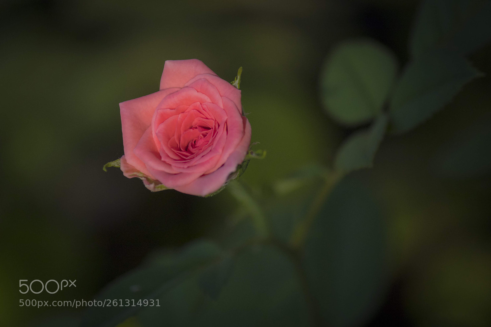 Canon EOS 80D sample photo. Garden rose photography