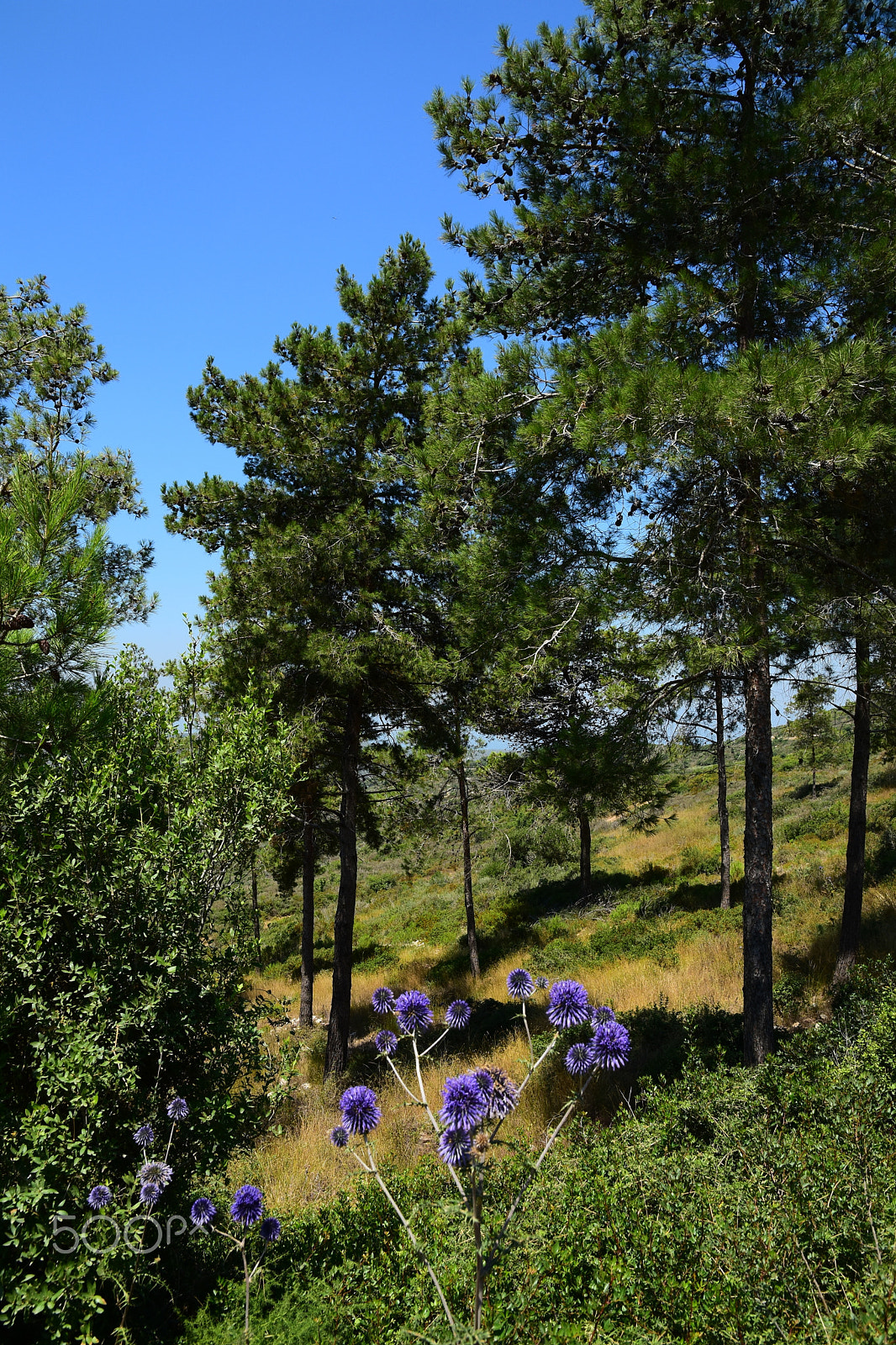 Nikon D7200 sample photo