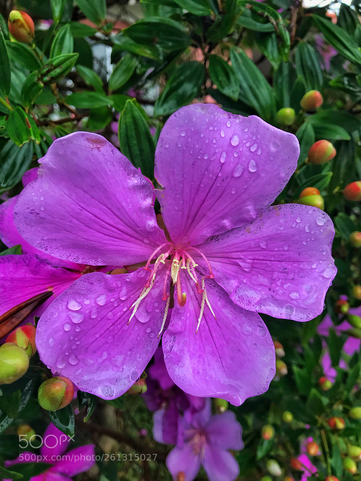 Apple iPhone 7 sample photo. Flower photography
