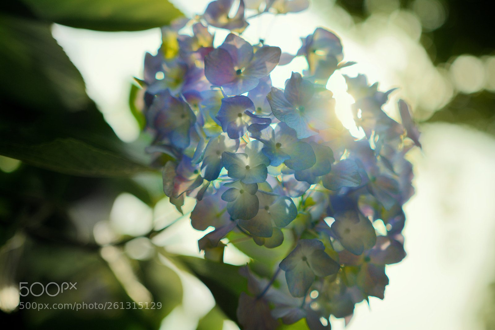 Nikon D7200 sample photo. Flower photography