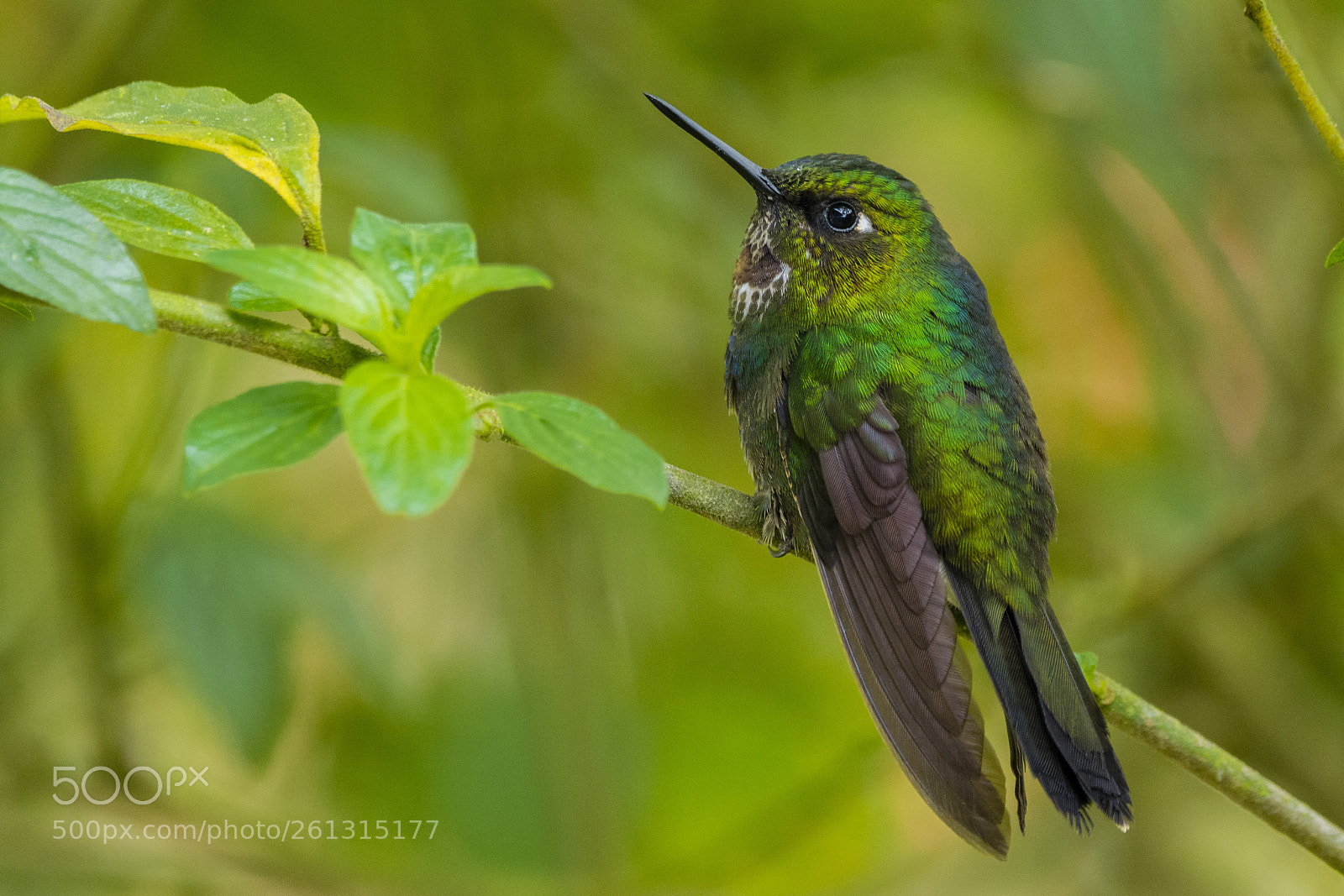 Nikon D7100 sample photo. Tourmaline sunangel (juv) photography
