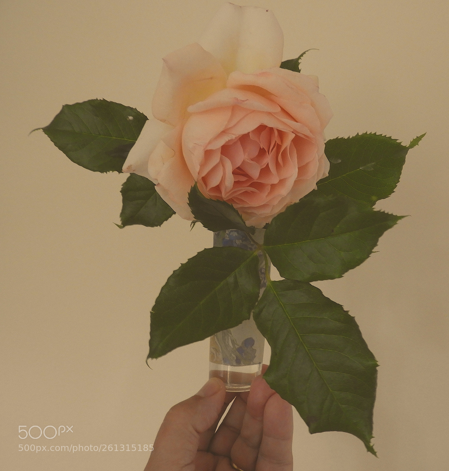 Nikon Coolpix B700 sample photo. Rose in a vase photography