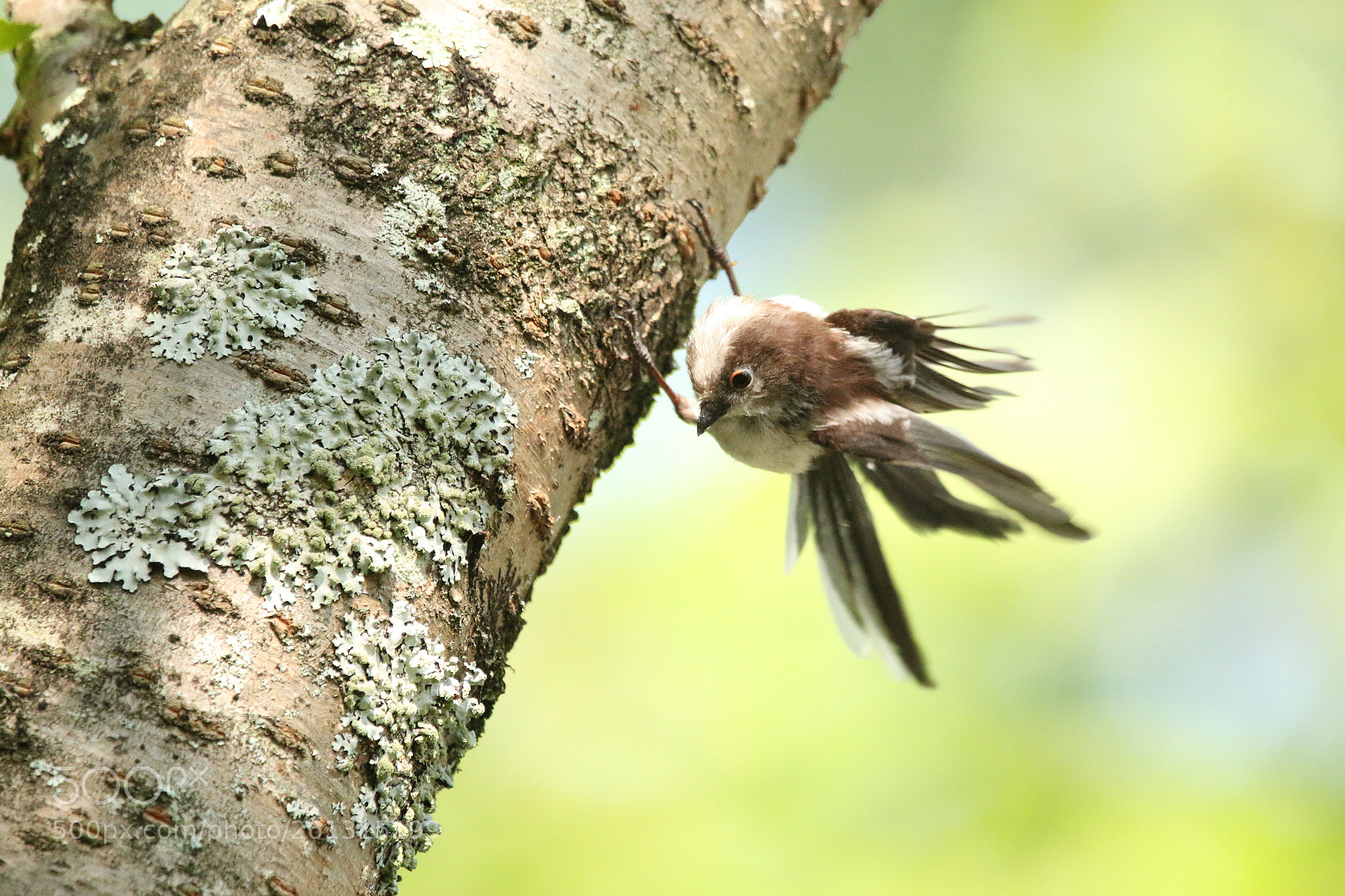 Canon EOS 70D sample photo. In may green winds photography