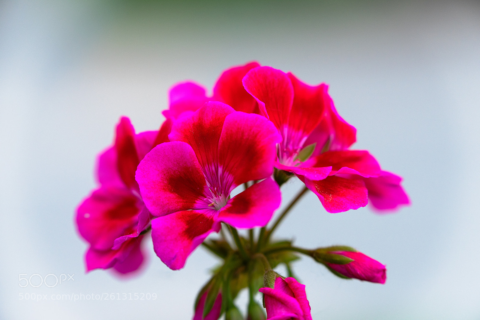 Nikon D810 sample photo. Boquet photography