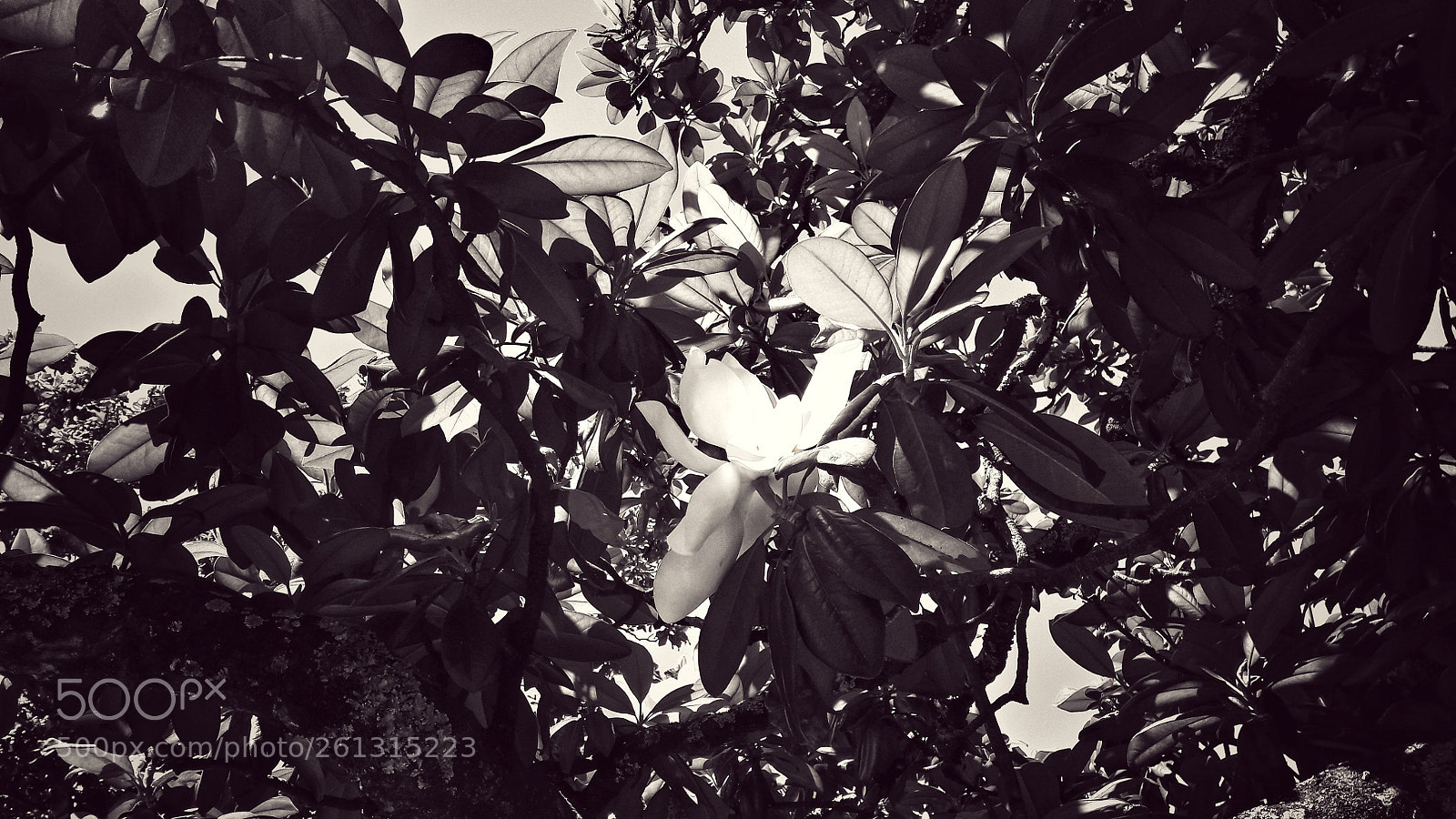 Samsung Galaxy A5(2016) sample photo. Linger photography