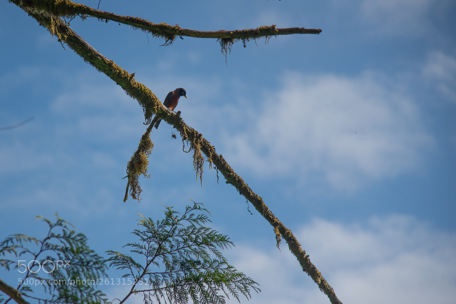 Nikon D750 sample photo. Robin on a branch photography