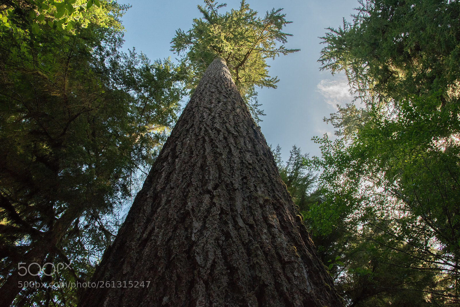 Nikon D750 sample photo. Tree photography