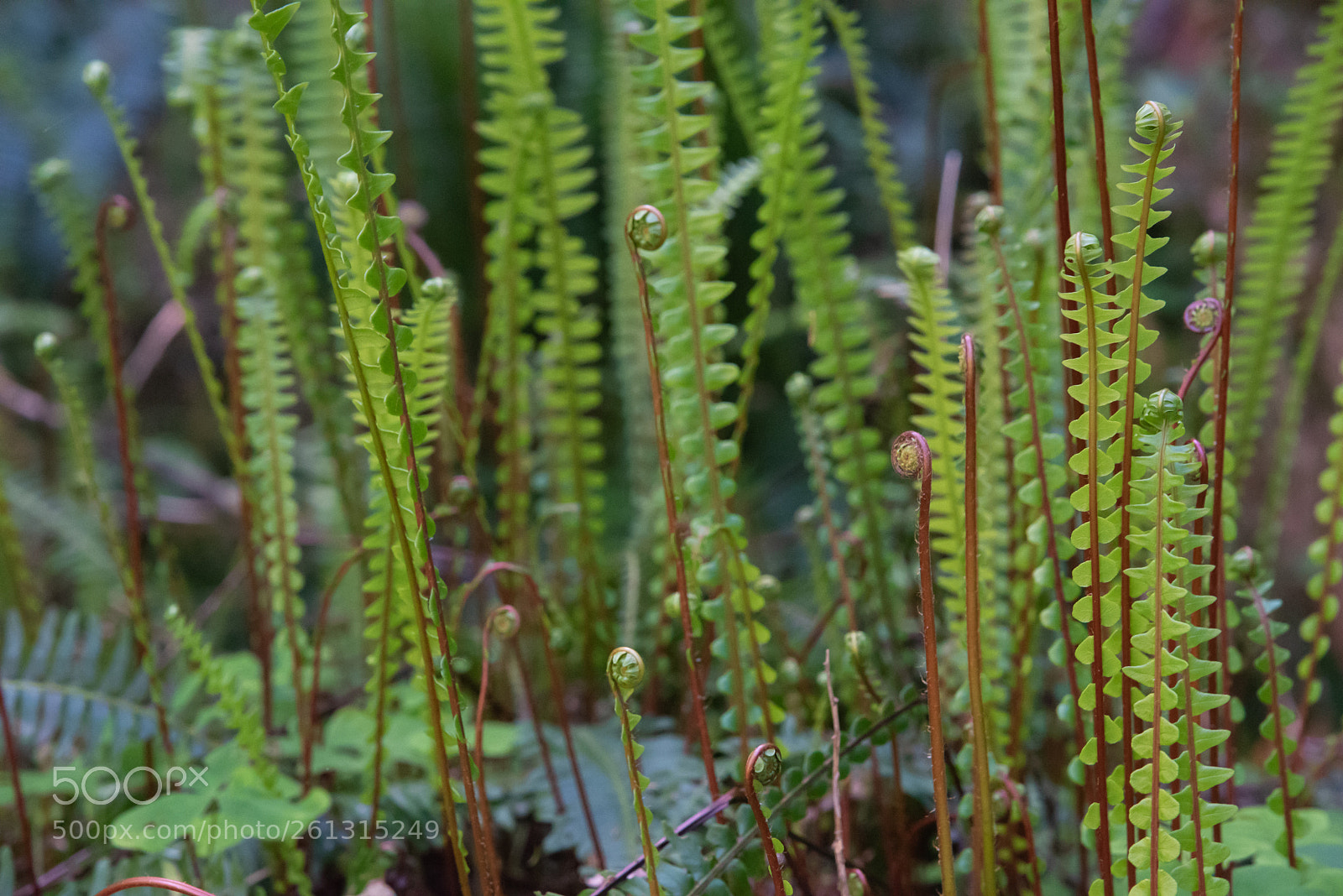 Nikon D750 sample photo. Fern photography