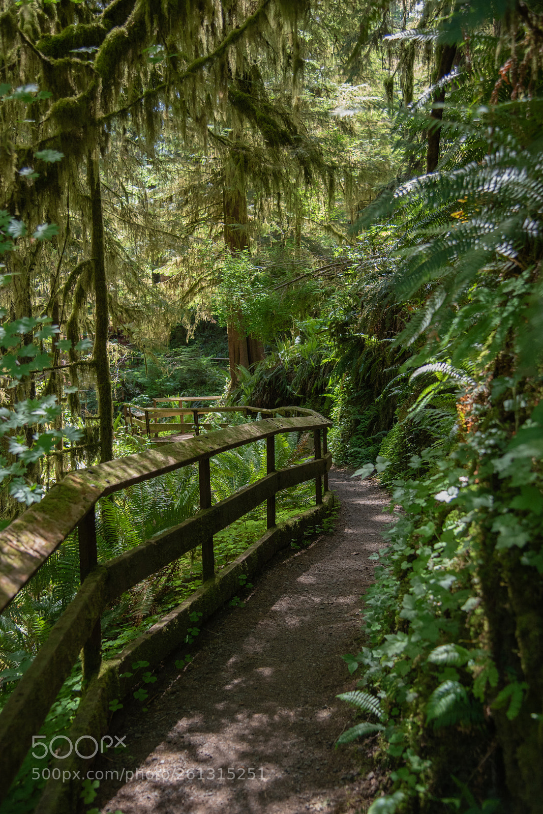Nikon D750 sample photo. Green path photography