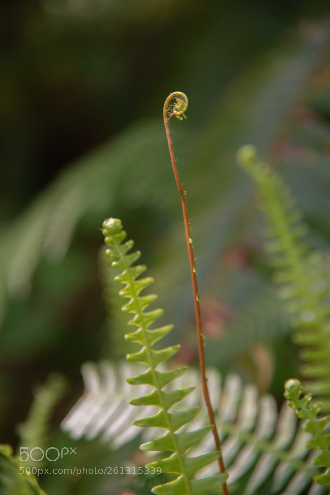 Nikon D750 sample photo. Fern 2 photography