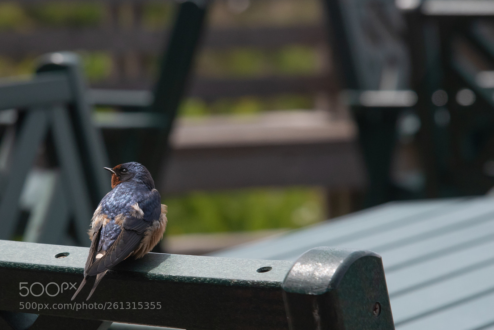 Nikon D750 sample photo. Swallow at rest photography