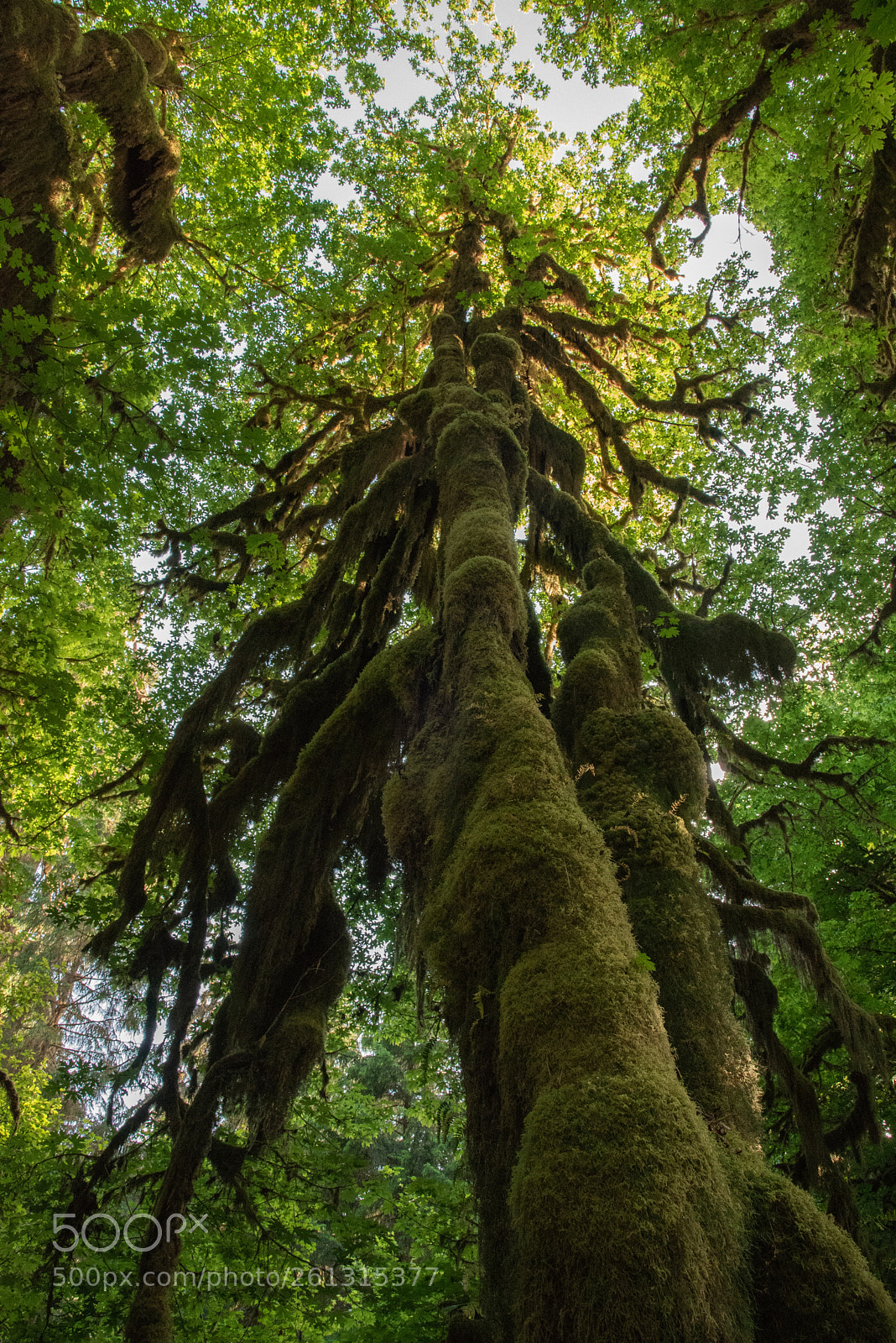 Nikon D750 sample photo. Tree of hoh rain photography
