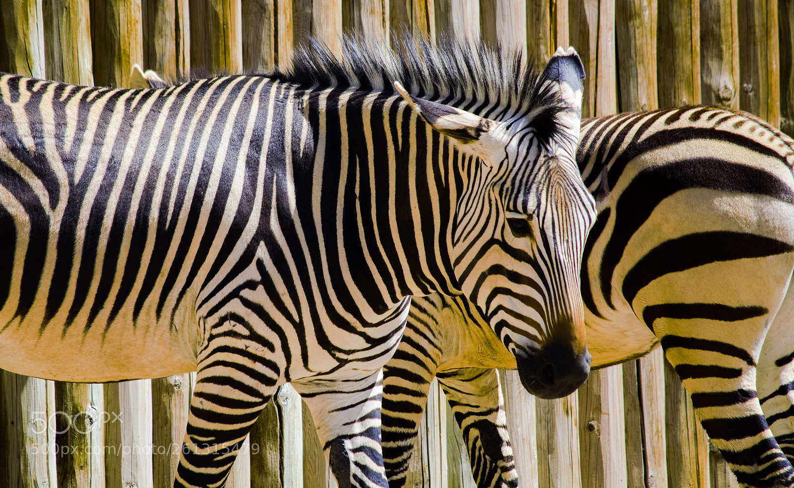 Nikon D7100 sample photo. Stripes photography
