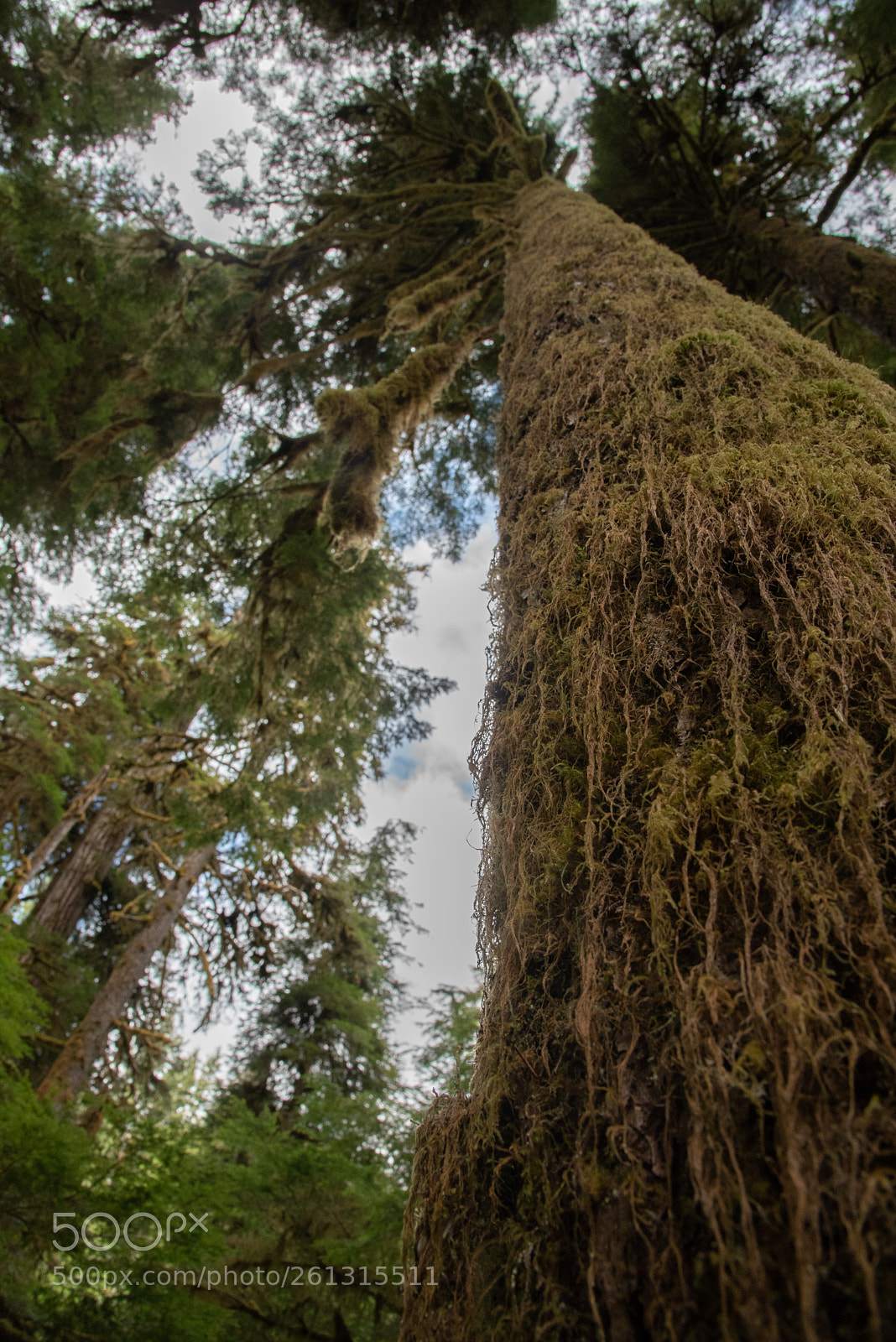 Nikon D750 sample photo. Mossy tree photography