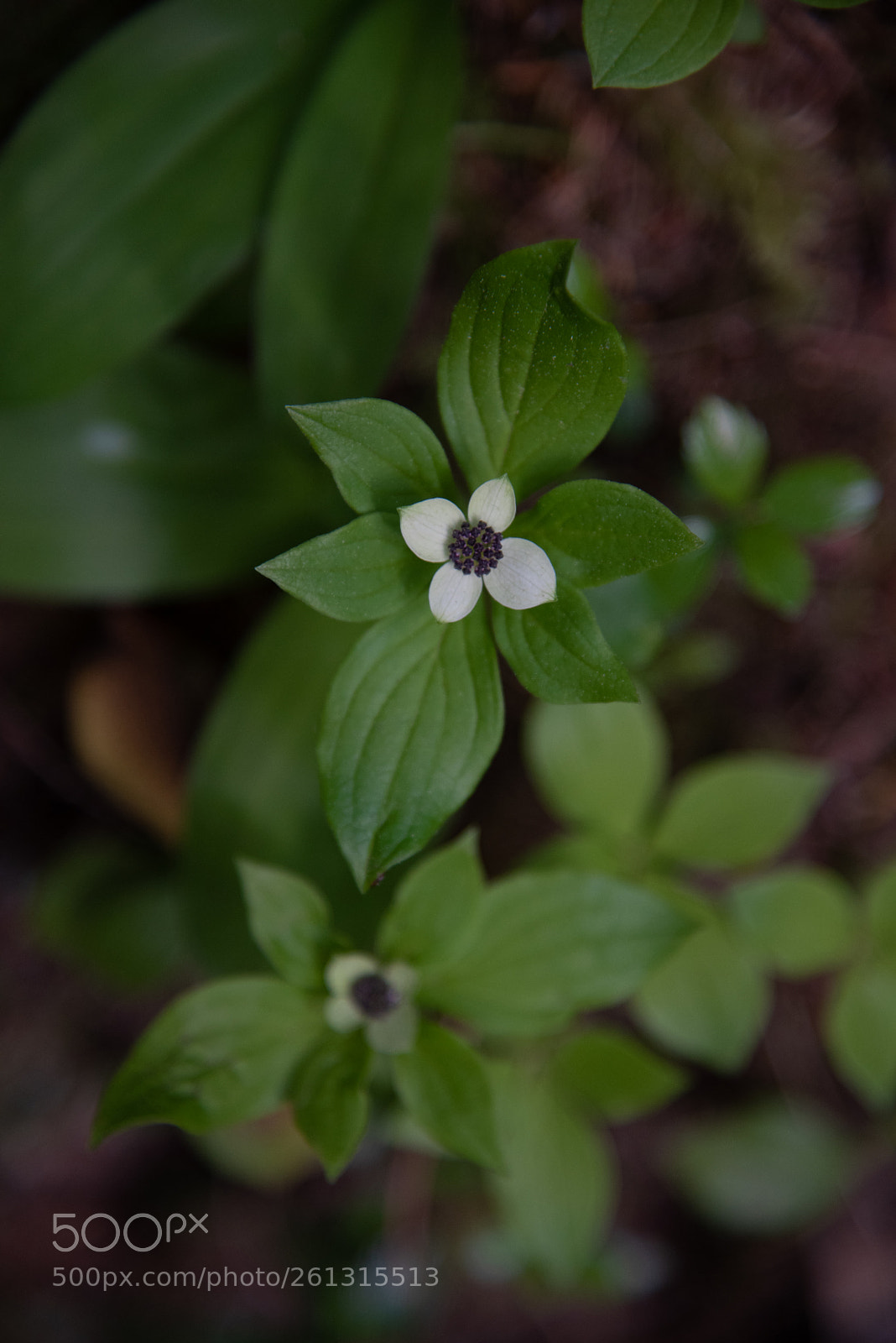 Nikon D750 sample photo. Flower photography