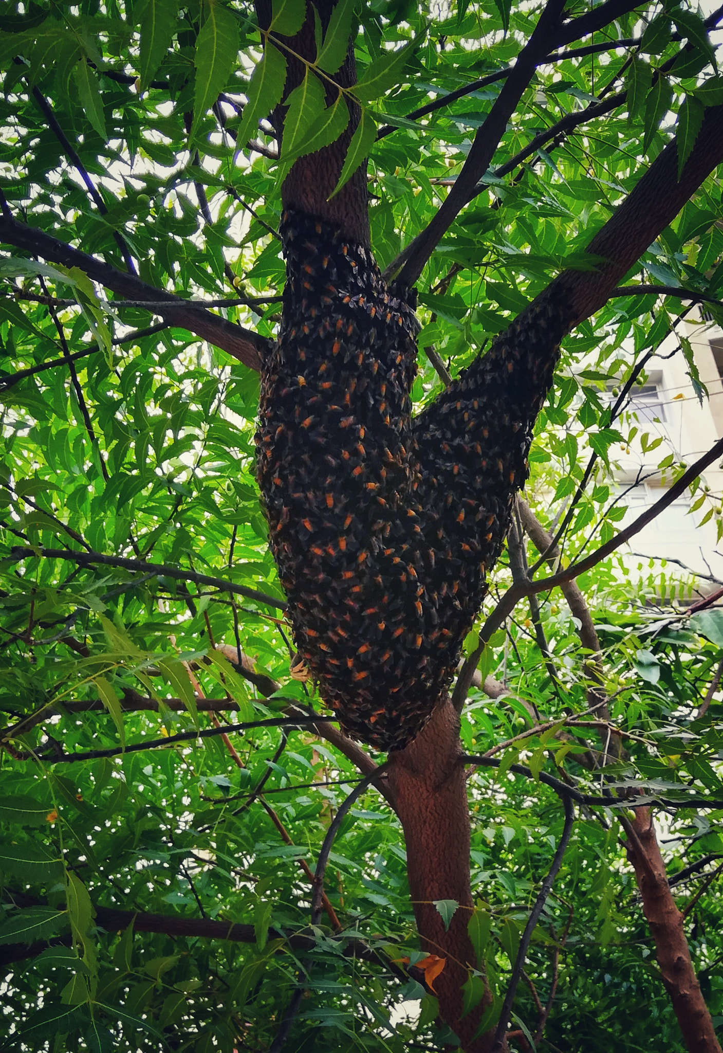 HUAWEI honor 6x sample photo. Honey bees photography
