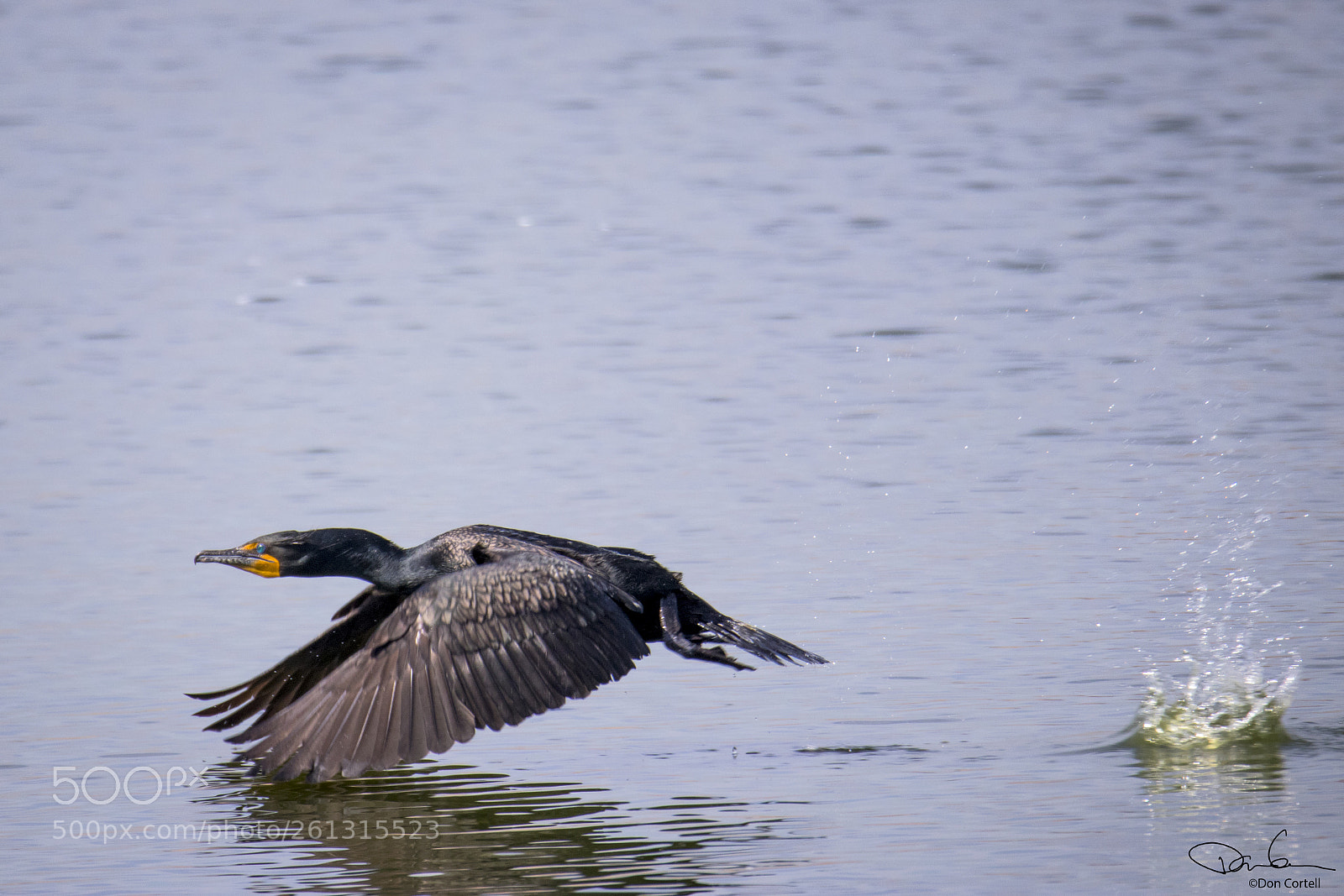 Canon EOS 80D sample photo. Cormorant in flight photography