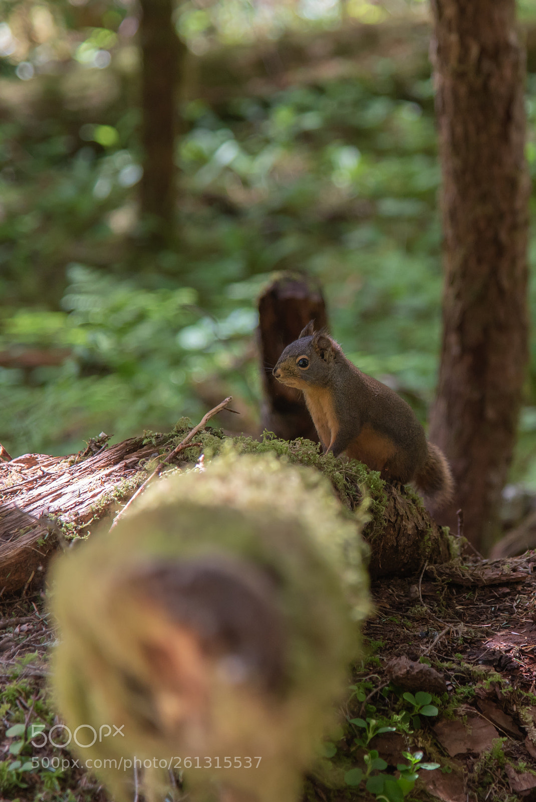 Nikon D750 sample photo. Squirrel photography