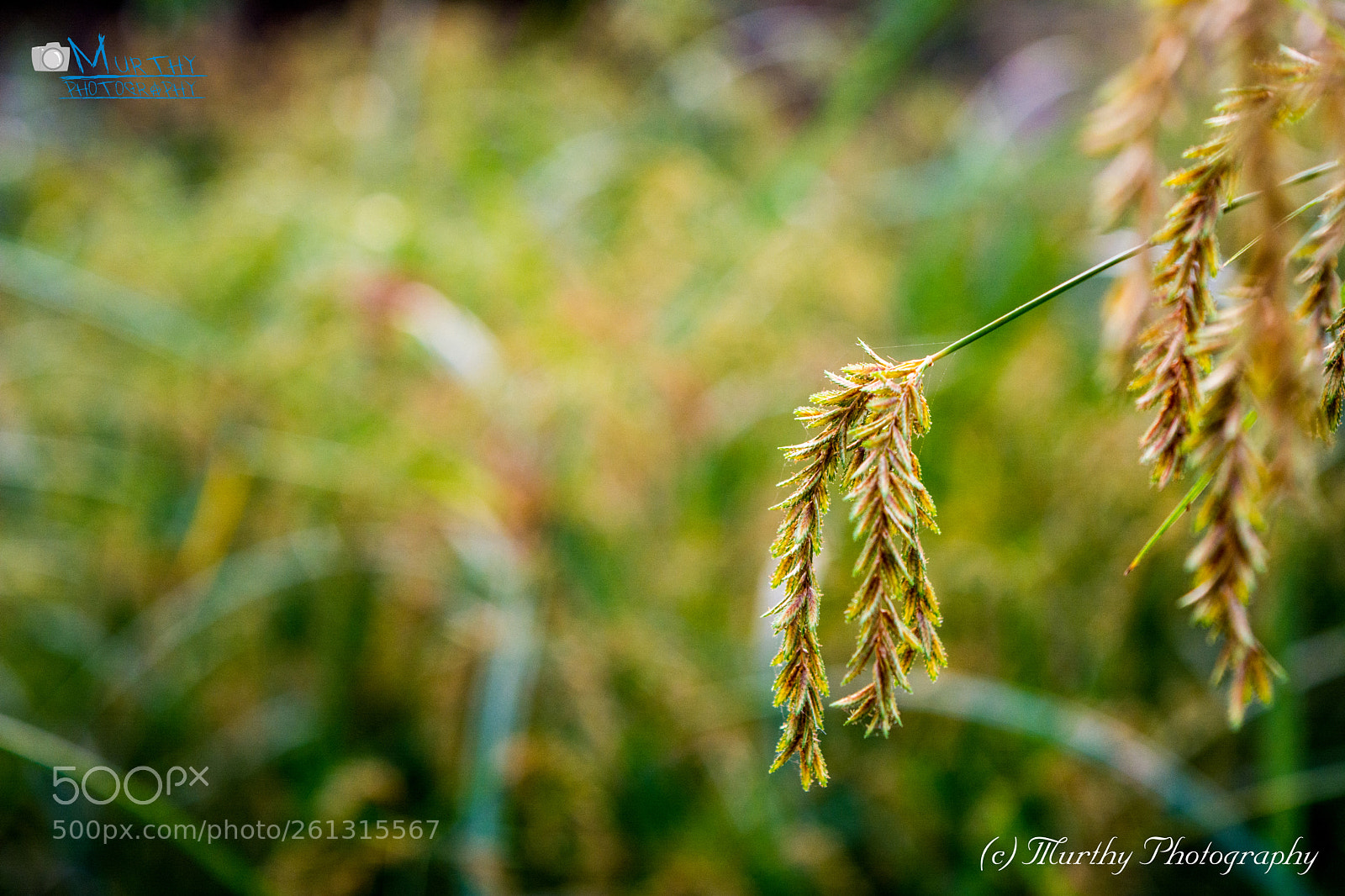 Nikon D5200 sample photo. Untitled photography