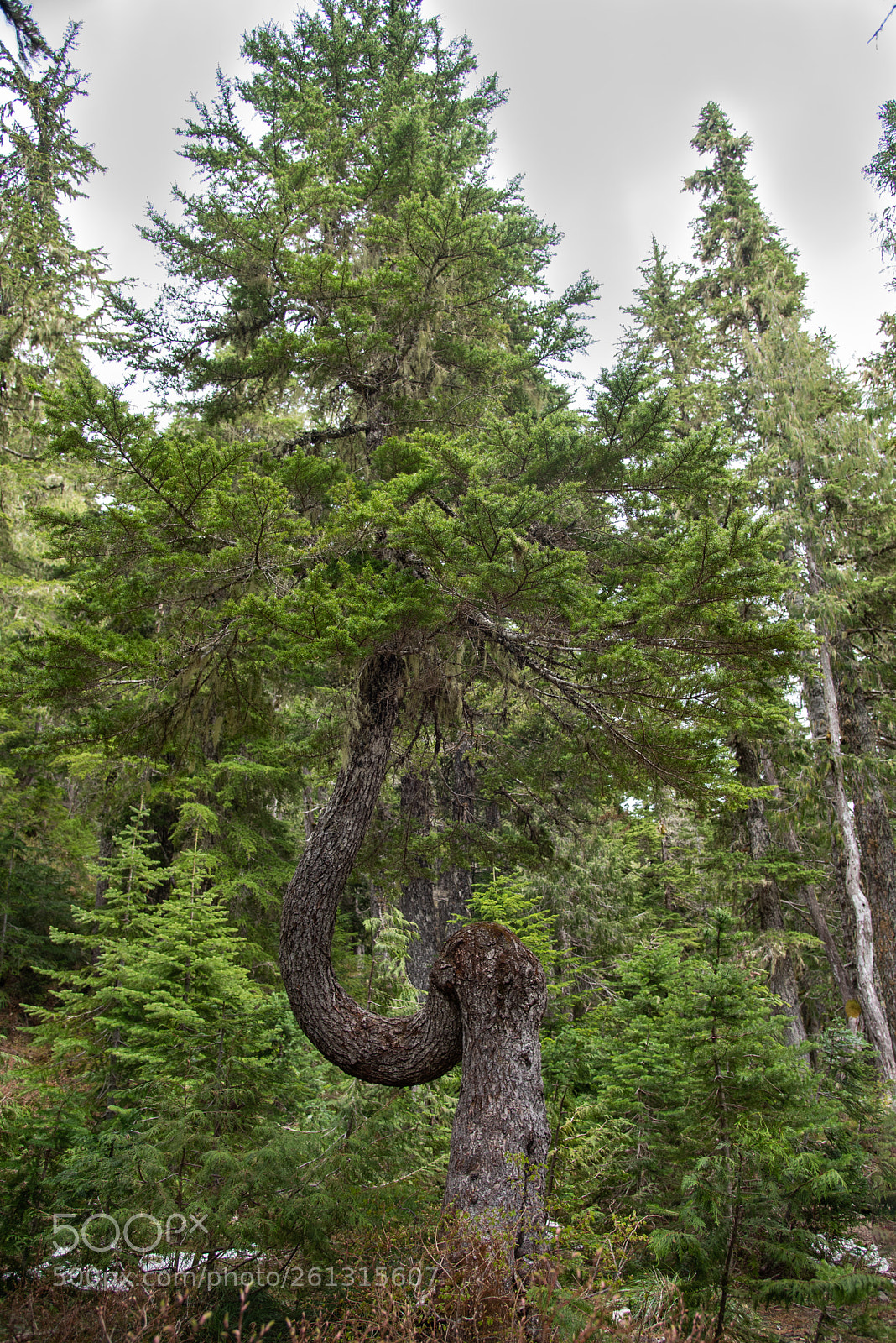 Nikon D750 sample photo. Zig zag tree photography