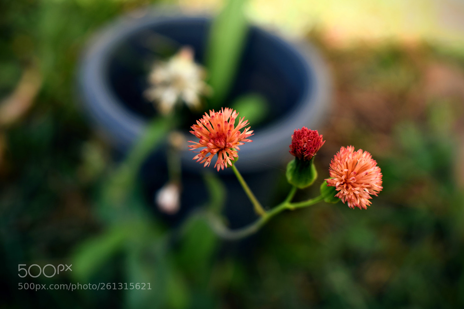 Nikon D5300 sample photo. My garden 2 photography