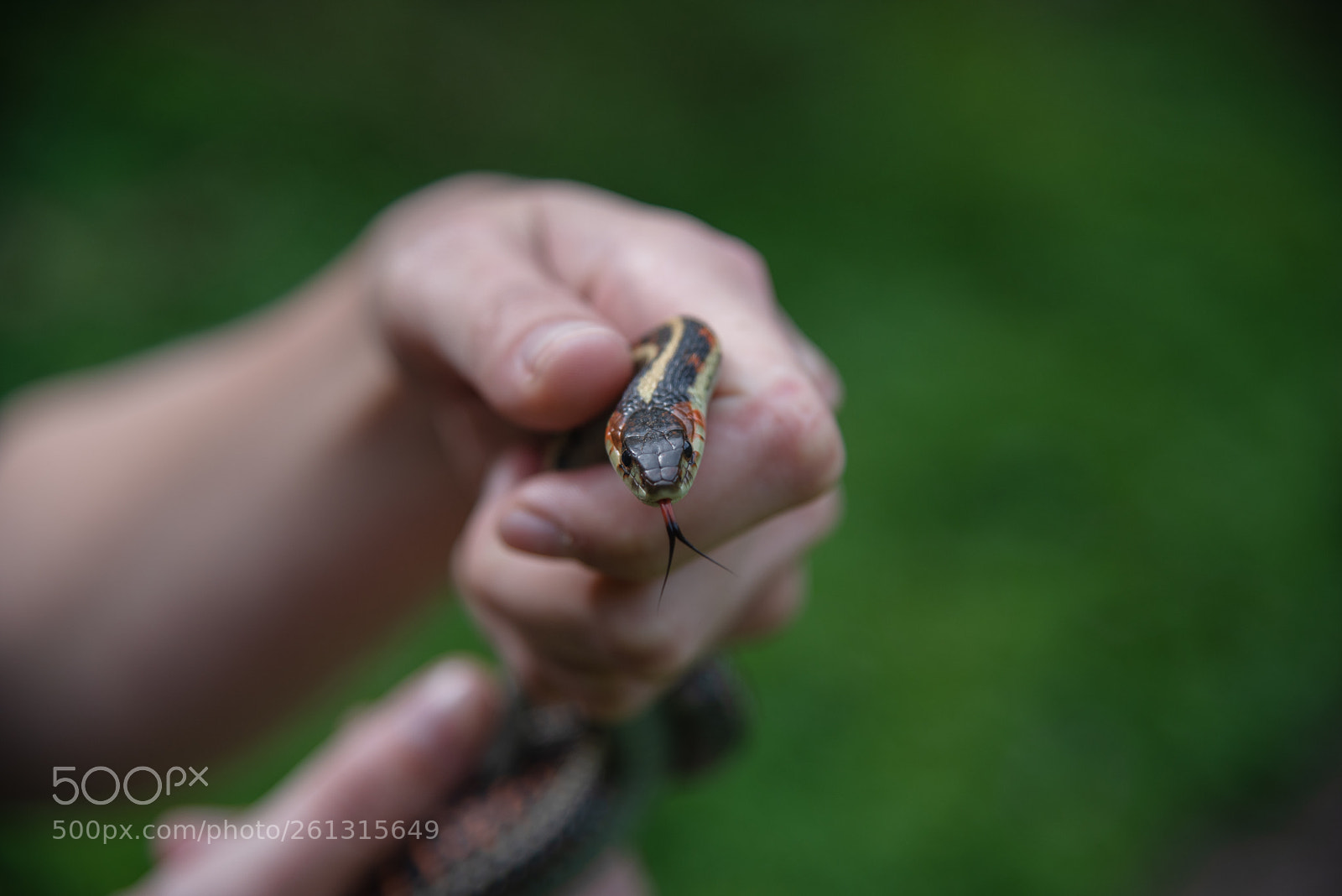 Nikon D750 sample photo. Gartersnake photography