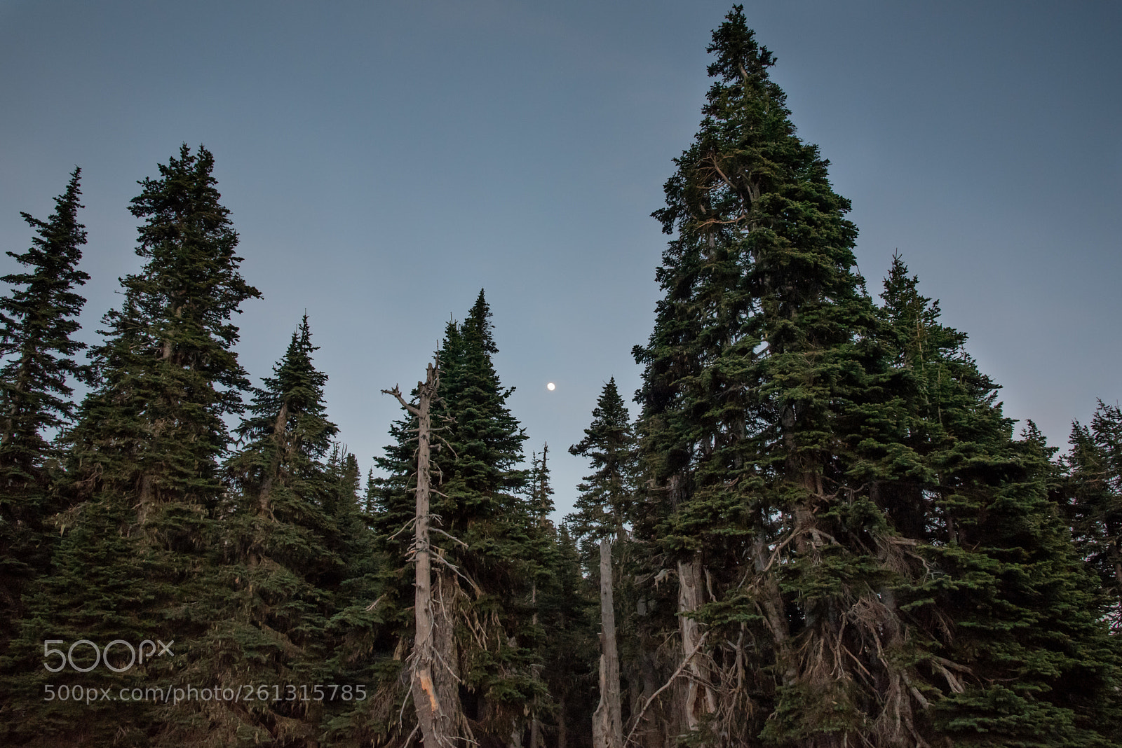 Nikon D750 sample photo. Moon among the trees photography